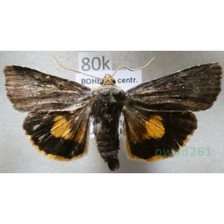 Noctua janthina Denis & Schiffermüller, 1775 Rolnica przepaska Czech80k